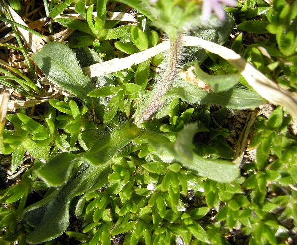erigeron epiroticus?